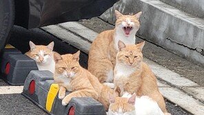 “우리 구역입니다”[고양이 눈]