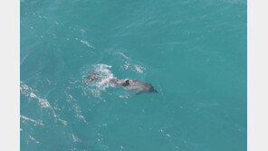 “제주 남방큰돌고래, 폐어구 벗어나려다 등지느러미 잘려”