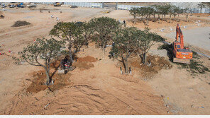 버려질 가로수로 섬박람회 ‘숲’ 만든다