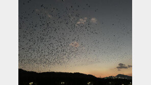 울산 국가정원 인근 정전으로 주민 불편…원인은 이 새 탓?