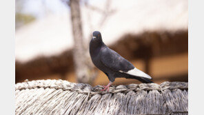 금은방 덮친 비둘기, 160만원 목걸이 물고 달아나