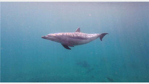 ‘제주 살던’ 남방큰돌고래… 강릉 동해안서 처음 발견