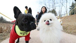 10명 중 3명 반려동물 키워…“한 마리당 월 12만원 쓴다”