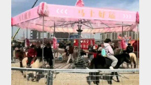 빙빙도는 회전목마, 자세히보니 살아있는 말이…