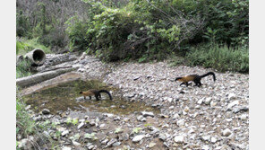 ‘자연의 힘’ 믿은 고운사 사찰림, 산불 1년 만에 멸종위기종 돌아왔다