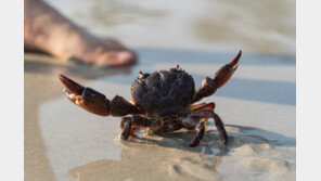 맹독성 ‘악마게’ 먹방 인플루언서 사망 “입술 파랗게 변해”