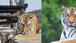 여섯살 된 백두산호랑이 태범·무궁 남매…21일 생일파티