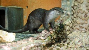 수달 가고 레서판다 왔다…서울대공원·日타마동물원 멸종위기종 맞교환