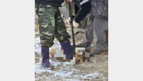 “반려견 3마리 키울 것처럼 데려가더니”…입양 당일 잡아먹은 70대