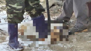 “잘 키울게요” 반려견 3마리 입양후 잡아먹은 70대