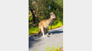 “물에서 로켓처럼 튀어 나왔다”…호주 농부, 반려견 구하려다 캥거루에 습격