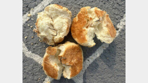 나주 반려견놀이터서 낚싯바늘 박힌 빵 발견…市, 사실관계 파악 중