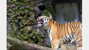 베트남 “호랑이 뼈 팔아 돈 벌려고”…냉동고에 400㎏ 사체 숨긴 남성 체포