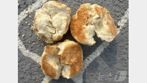 반려견 놀이터에 ‘낚싯바늘 빵’ 던진 용의자 CCTV 포착