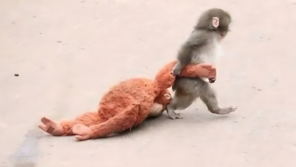 인형 끌고 다니는 새끼 원숭이, SNS 스타됐다