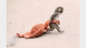 인형 끌고 다니는 새끼 원숭이, SNS 스타됐다