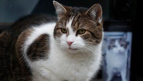 “내가 실세다냥” 英 총리 관저 고양이 래리, 공식 임명 15주년 맞아