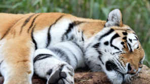 “호랑이 뼈로 사골 끓여 팔려했다”…베트남서 사체 2구 1억에 사들여