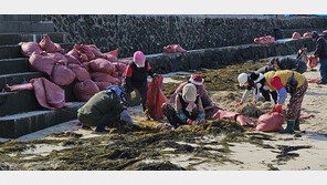 제주 골칫거리 ‘괭생이모자반’으로 비누 만든다