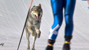 올림픽 경기에 난입한 ‘뜻밖의 선수’…결승선까지 통과 