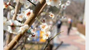 내일 낮 최고 20도 봄날씨…일요일 중부 돌풍 동반 비