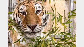 서울대공원 호랑이 ‘미호’ 폐사…“다른 개체와 투쟁 발생”