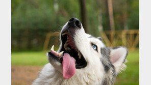 “뽀뽀하려다 헉!”…강아지 입냄새, 양치로도 안 잡힐땐