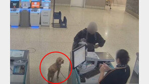 “개 못 태운다”고 하자 공항에 묶어두고 혼자 떠난 여성