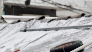 [고양이 눈]길 위에서 지붕 위로