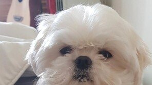 ‘나혼산’ 꽃분이, 무지개다리 건넜다…구성환 “미안하고 사랑해”