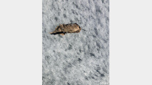 [고양이 눈]자연산 무늬