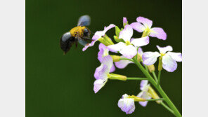 호박벌 날갯짓, 체온 유지 위한 ‘자체 에어컨’