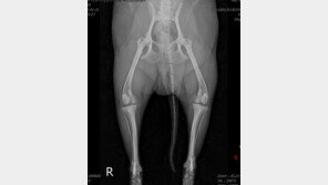  [반려동물 20세 시대]좋은 정형외과 동물병원 선택 기준은 무엇일까?