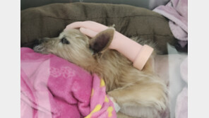 “엄마 손이야?”…사경 헤매던 강아지 살린 ‘가짜 손’