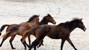 인류 보폭 넓힌 초원의 발굽, 문명의 길 바꿔놓은 말의 힘[강인욱 세상만사의 기원]