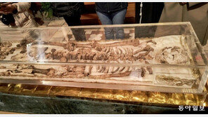 ‘가난한 자들의 성자’ 성 프란치스코 유해 공개