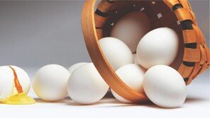 AI로 찾은 ‘살모넬라균 천적’… 항생제보다 억제력 높아