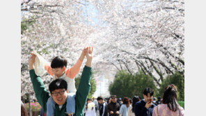 ‘국내 대표 벚꽃축제’ 진해군항제, 문화관광축제 도약 추진