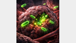 항암제 안 닿는 ‘암의 심장부’…박테리아가 침투해 무너뜨린다