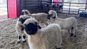 안성팜랜드, 봄 축제 개막… “냉이왕 선발대회부터 곤충체험관까지”