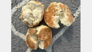 반려견놀이터에 ‘낚싯바늘 빵’ 던져놓은 60대…“개 짖는 소리 시끄러워”