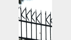 [고양이 눈]무엇으로 보이시나요?