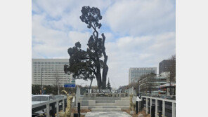 [서초구] 900살 ‘서초역 향나무’… 서초구 1호 향토유산