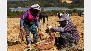 구황작물서 ‘기후 전략 작물’로…고구마, 식량안보 ‘대안’으로 부상