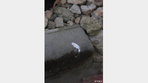 [고양이 눈]의지의 자국