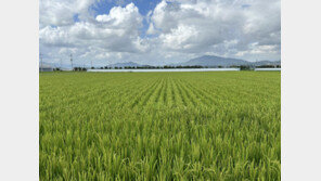 매년 10%씩 하던 농지조사, 이달 중 첫 전국 전수조사