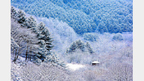 ‘향로봉 60.4㎝’ 강원 산지에 눈 폭탄…낮에도 시간당 최대 3㎝