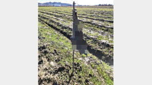 죽은 기러기 6마리가 쇠막대기에…경찰, 50대 조사