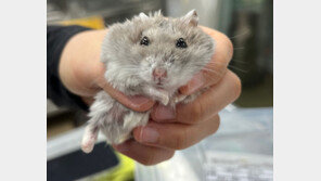 “청소기로 햄스터 흡입” 수사중에도 학대 생중계한 30대