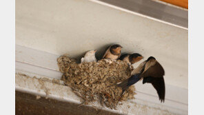 식품 오염물질 무엇?…‘제비집’ 사례보니 “아하, 그렇구나”